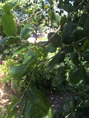 Quercus agrifolia agrifolia