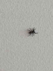 Arachnida