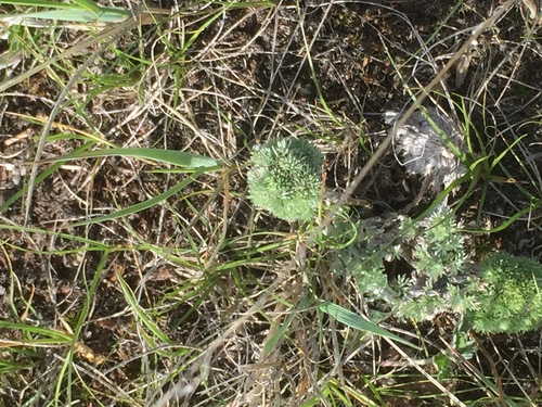 fringed sagebrush