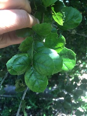 Quercus agrifolia agrifolia