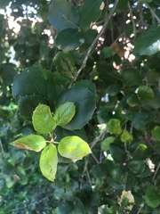 Quercus agrifolia agrifolia