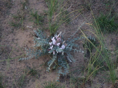 Astragalus dolichophyllus