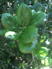 Quercus agrifolia agrifolia
