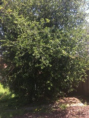 Quercus agrifolia agrifolia