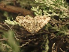 Chrysolarentia argocyma