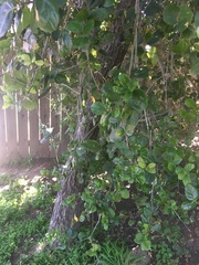 Quercus agrifolia agrifolia