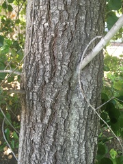 Quercus agrifolia agrifolia
