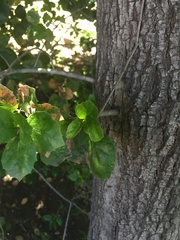 Quercus agrifolia agrifolia
