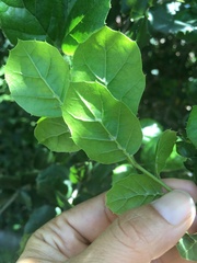 Quercus agrifolia agrifolia