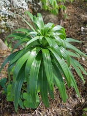 Lilium lancifolium