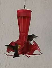 Saucerottia beryllina