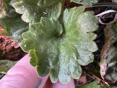 Telesonix jamesii, photograph (c) Aiva Noringseth, some rights reserved (CC BY)