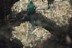 Trogon mexicanus