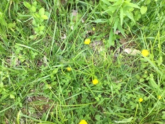 Chrysogonum