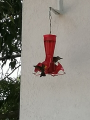 Saucerottia beryllina