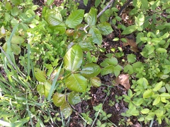 Chrysogonum