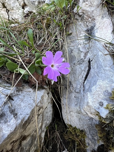 Primula kitaibeliana, photograph 5
