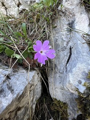 Primula kitaibeliana, photograph author not stated, no rights reserved