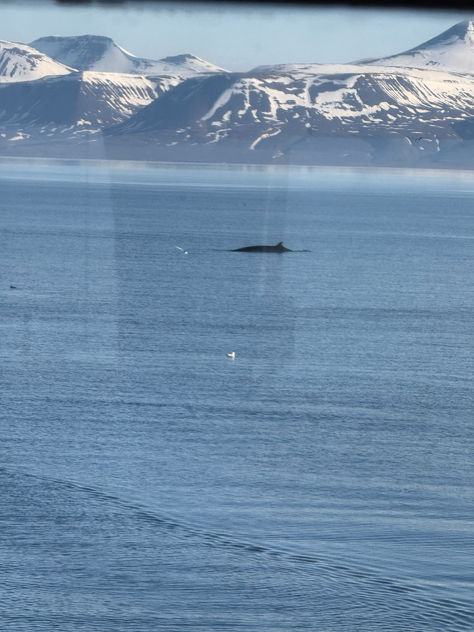 Balaenoptera acutorostrata
