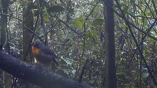 iNaturalist image