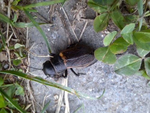 European Field Cricket