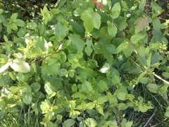 Chrysogonum