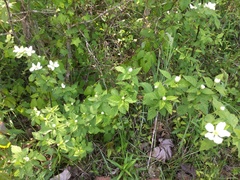 Chrysogonum