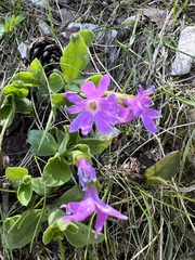 Primula kitaibeliana, photograph author not stated, no rights reserved