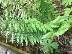 Chrysogonum