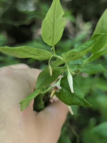 Vaccinium erythrocarpum, photograph 2