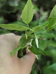 Vaccinium erythrocarpum, photograph (c) Alina Martin, some rights reserved (CC BY)