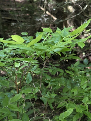 Vaccinium erythrocarpum, photograph 3