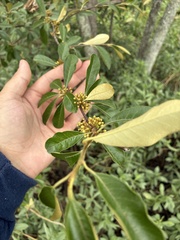 Sideroxylon tenax, photograph author not stated, no rights reserved