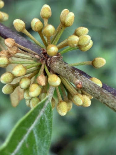 Sideroxylon tenax, photograph 6