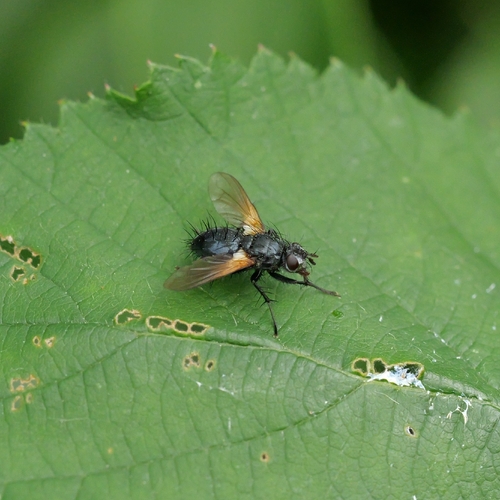 Zophomyia temula, Natuurterrein klarenbeek,1105 AA Amsterdam, Nederland, photo 7 of 10