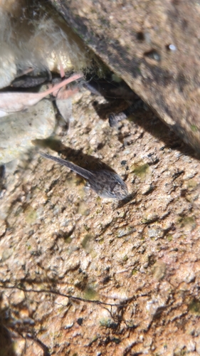 Tyrrhenian Painted Frog