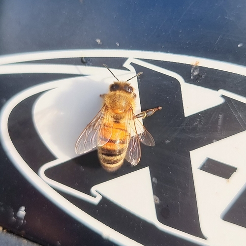 Western Honey Bee