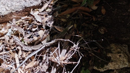 Southern Italian Wall Lizard