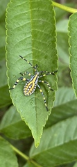 Amorbini