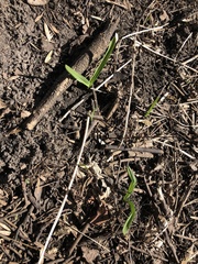 Allium tricoccum