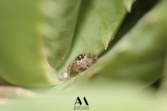 Salticinae