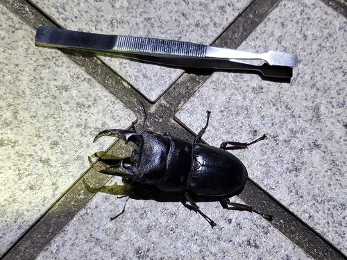 Serrognathus titanus pilifer
