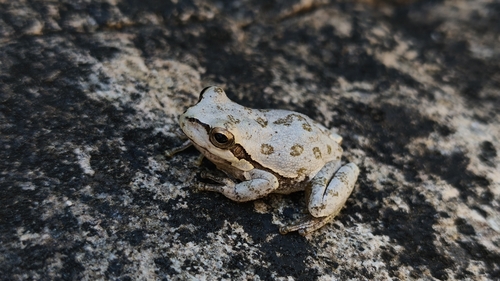 Sardinian Tree Frog