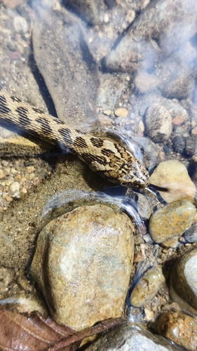 Viperine Snake