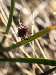 Dermacentor andersoni