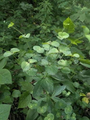 Euphorbia purpurea, photograph 2