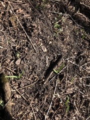 Allium tricoccum