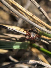 Dermacentor andersoni