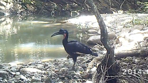 Abyssinian Ground-Hornbill