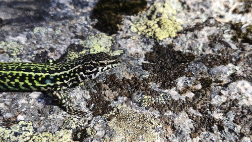 Tyrrhenian Wall Lizard